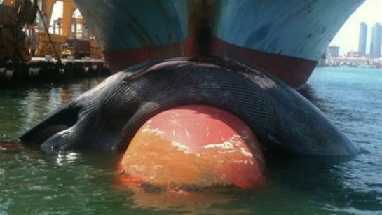 Whale on ship bow