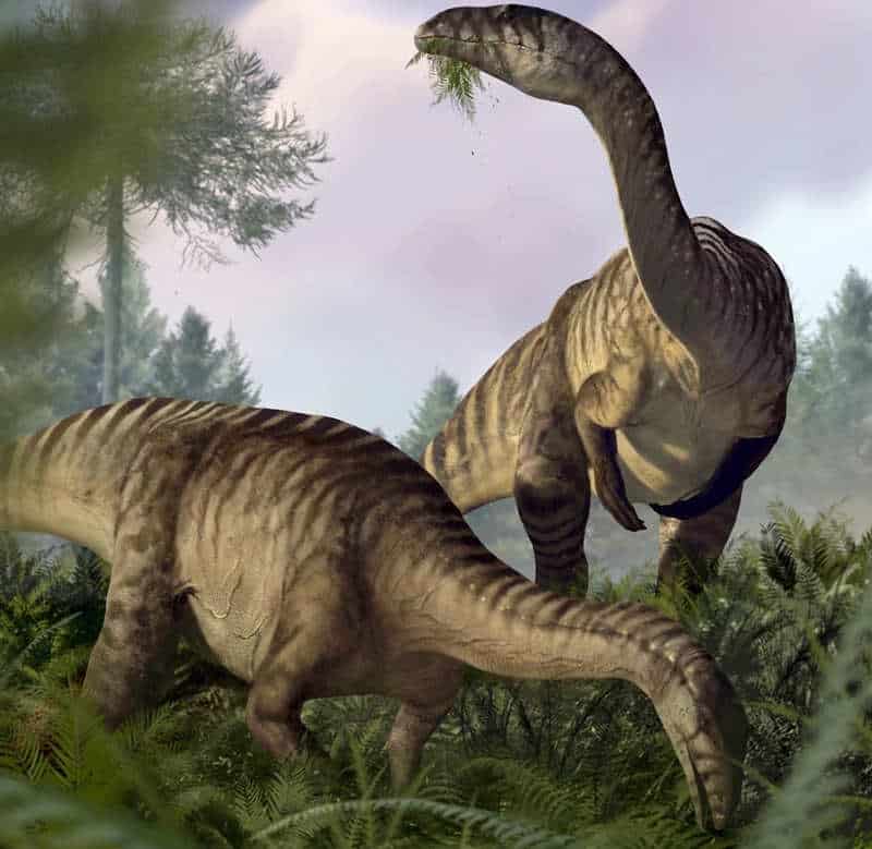 Herbivore dinosaurs eating plants