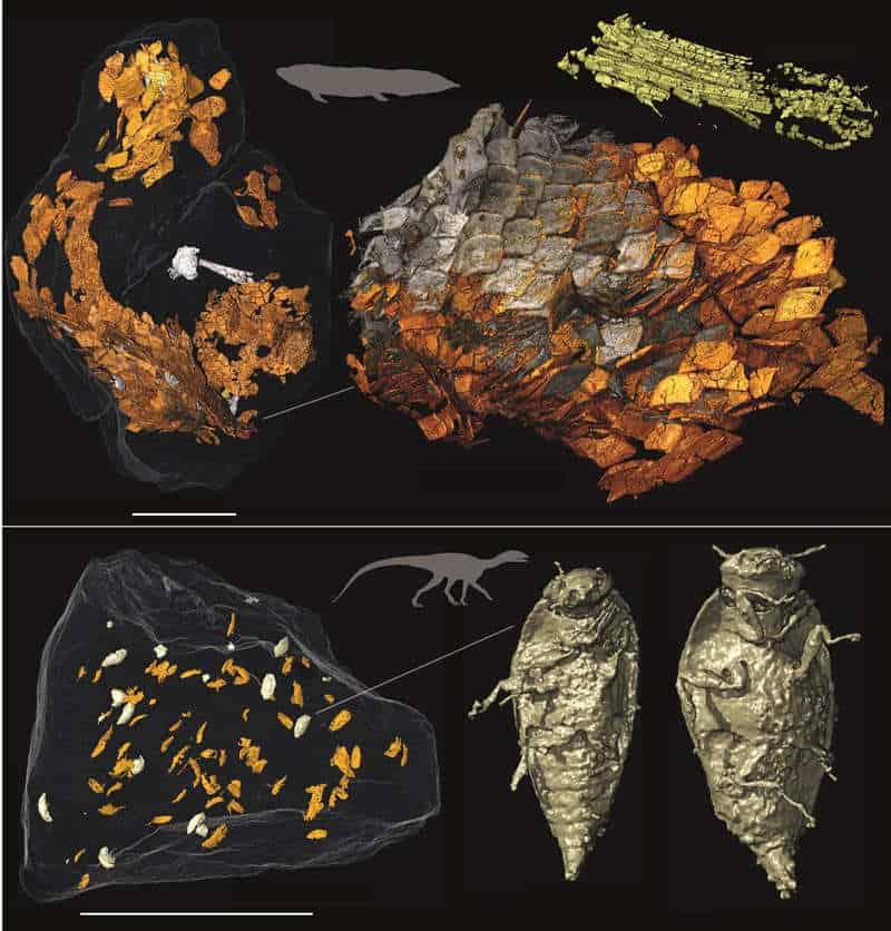 Diagrams and 3d scans of fossil poo