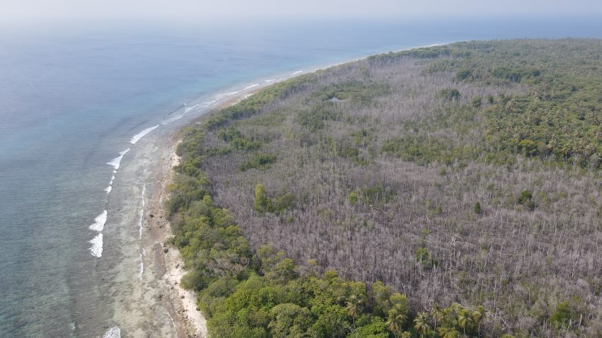 A photograph taken from above of an island showing a large proportion of trees have lost all their leaves and died.