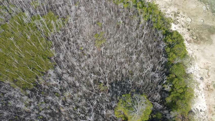 A photograph taken from above of an island showing a large proportion of trees have lost all their leaves and died.