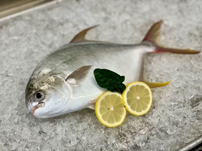 Aquaculture opportunity - the pompano (csiro)