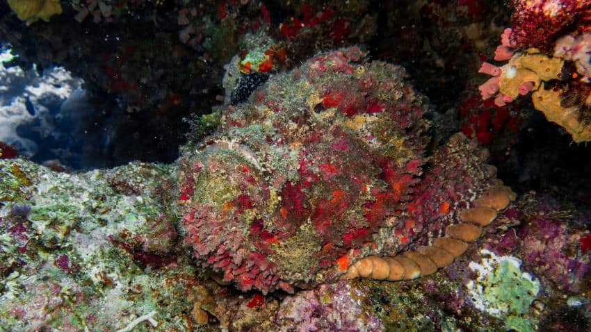 A photograph of a large fish sitting on a colourful reef. It is covered in growths of sea flora in a rainbow of colours.