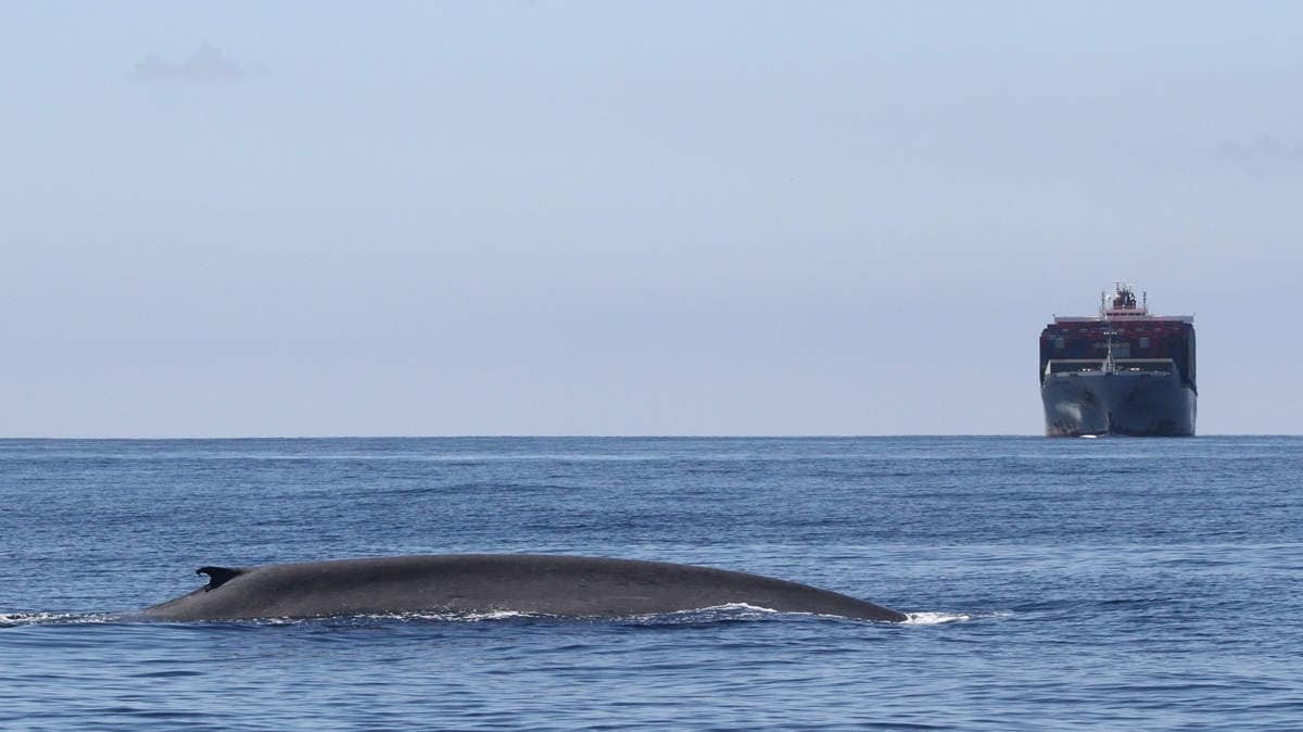 Ship-whale-head-on