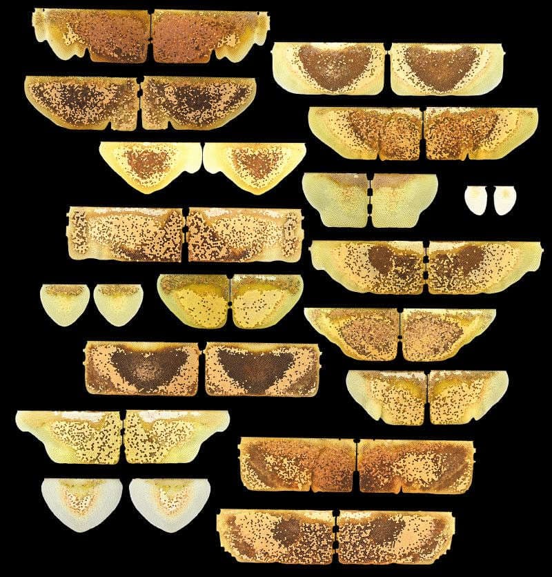 Symmetric view of honey combs on black background