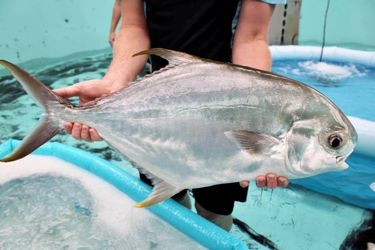 The Pompano is ready for aquaculture (CSIRO)