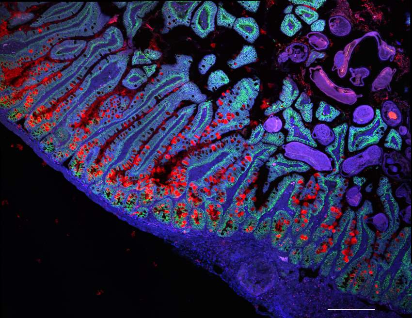 A microscope image of a section of the human small intestine. The cells are stained with fluorescent colours in blue, purple, green and red
