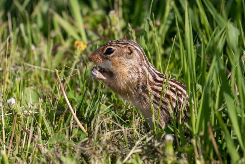 A photograph of a small squirrel standing in grass. It is light brown in colour with dark brown stripes from the top of its head down its back.