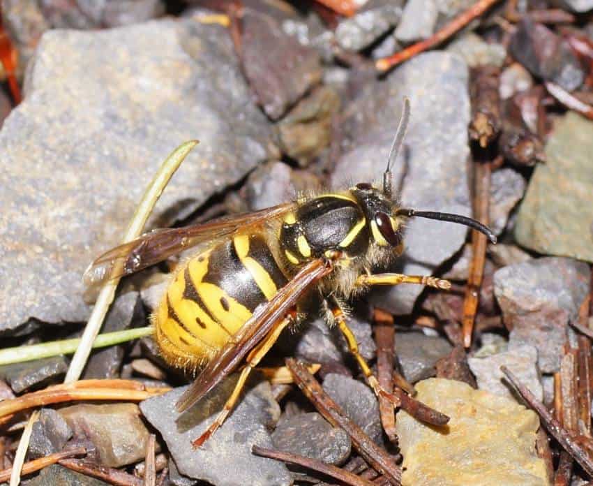 A large yellow and black wasp crawling over stones. Photo taken for citizen science