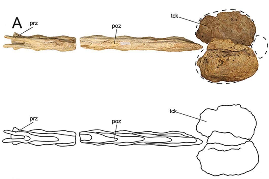 Tail club fossil ankylosaurid dinosaur