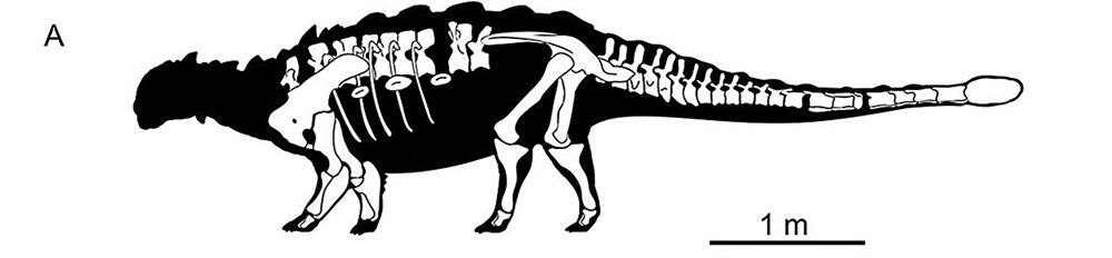 Skeleton of ankylosaurid dinosaur