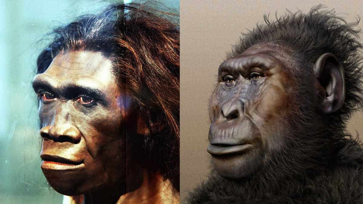 Two early human species hominin reconstruction faces