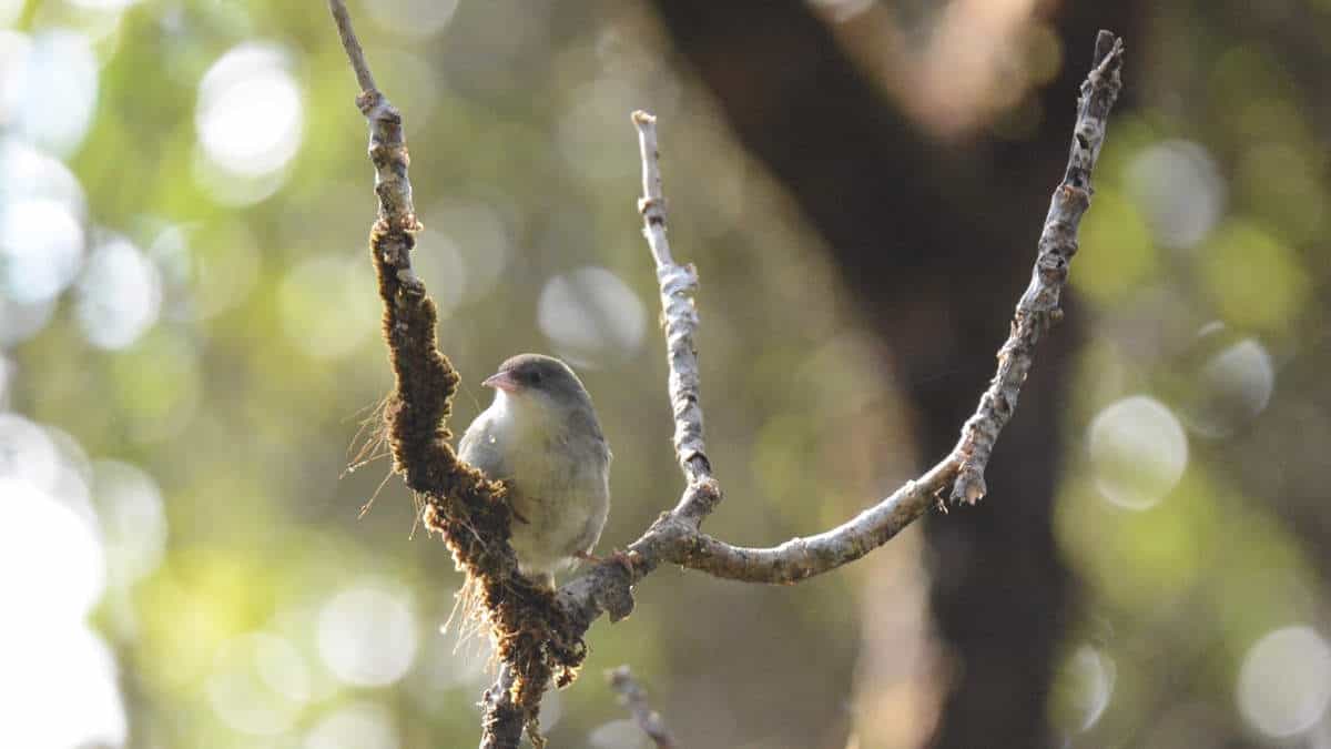 Bird in a tree