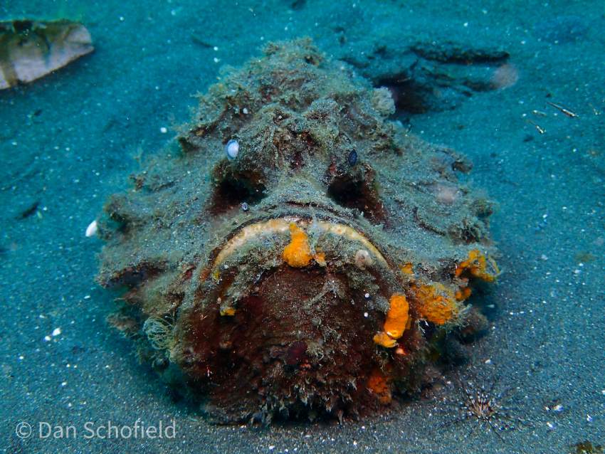 A photograph of an ugly fish sitting on a sandy floor underwater. It is covered in lumps and bumps with grown flora growing off of it.