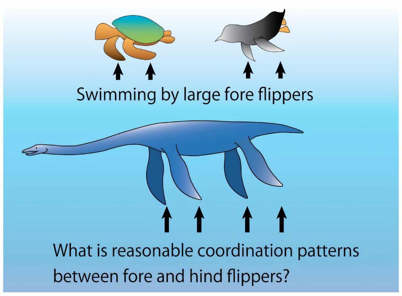 Diagram of turtle, penguin and plesiosaur