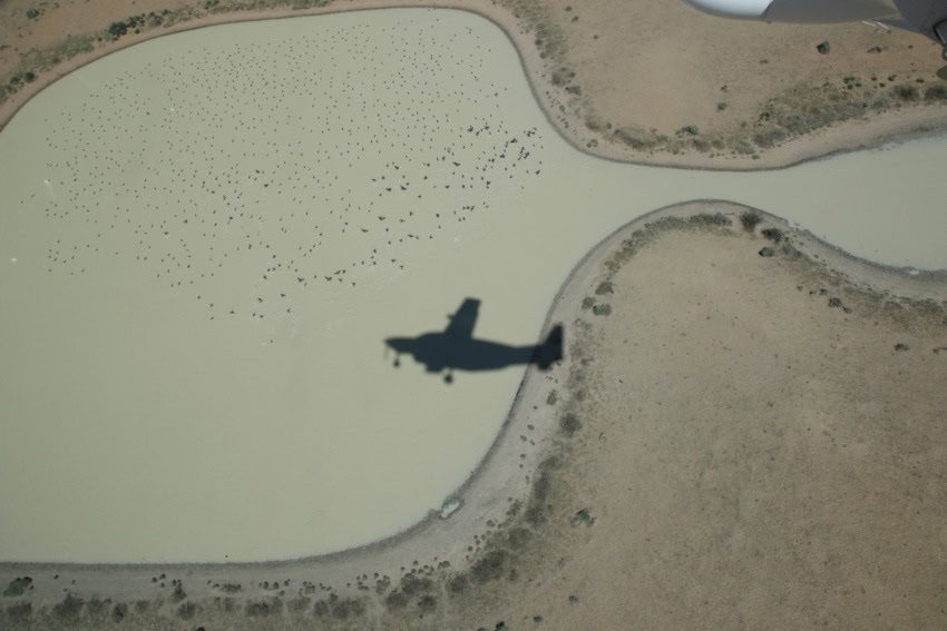 A photograph of a lake with a flock of waterbirds flying above it. There is the shadow of a small plane flying across it, indicating where the photo was taken from.