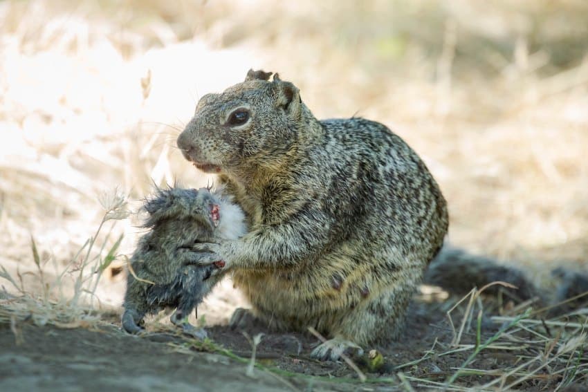 A photograph of a light brown coloured squirrel eating the body of a smaller rodent-looking mammal