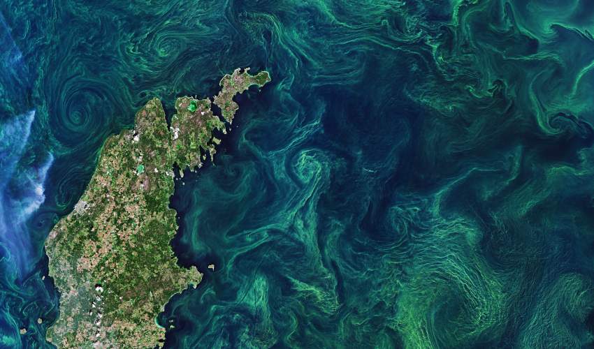 An aerial view of an island and surrounding ocean. The ocean has swirling green algal blooms, which will be fed upon by zooplankton.