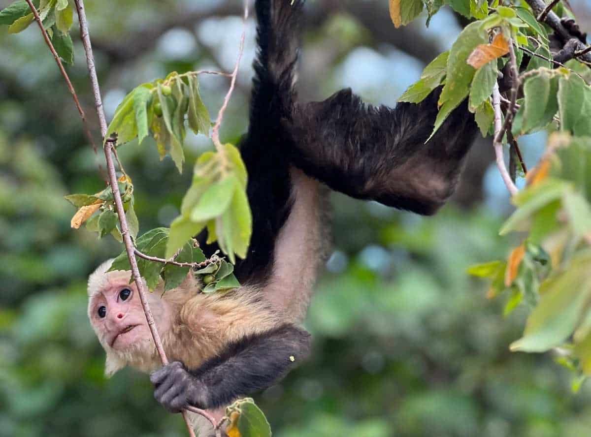 Warming mammals.Capuchin monkey (Credit: Capuchinos de Taboga Field Research Team)