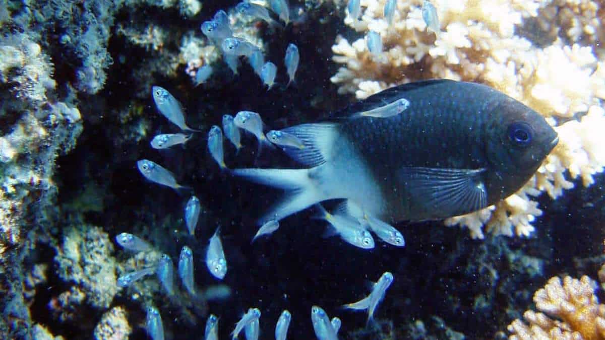 An image of a reef with a large adult blue damselfish surrounded by smaller blue fish.