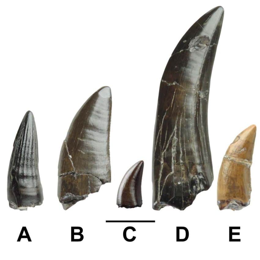 5 pointy dinosaur teeth of various sizes.