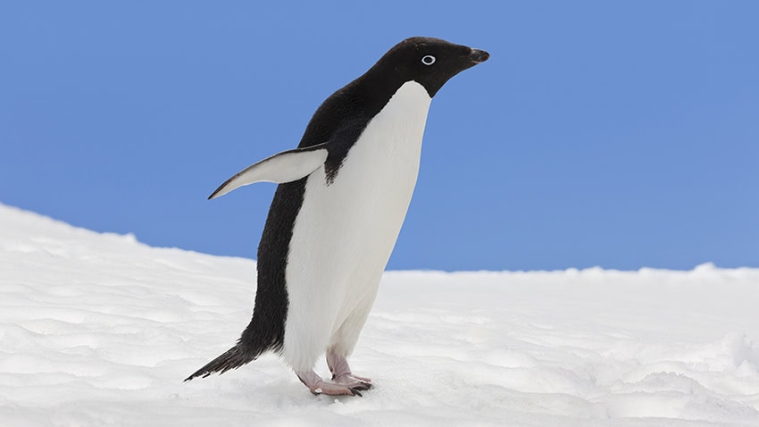 Adelie penguin in a polar environment.