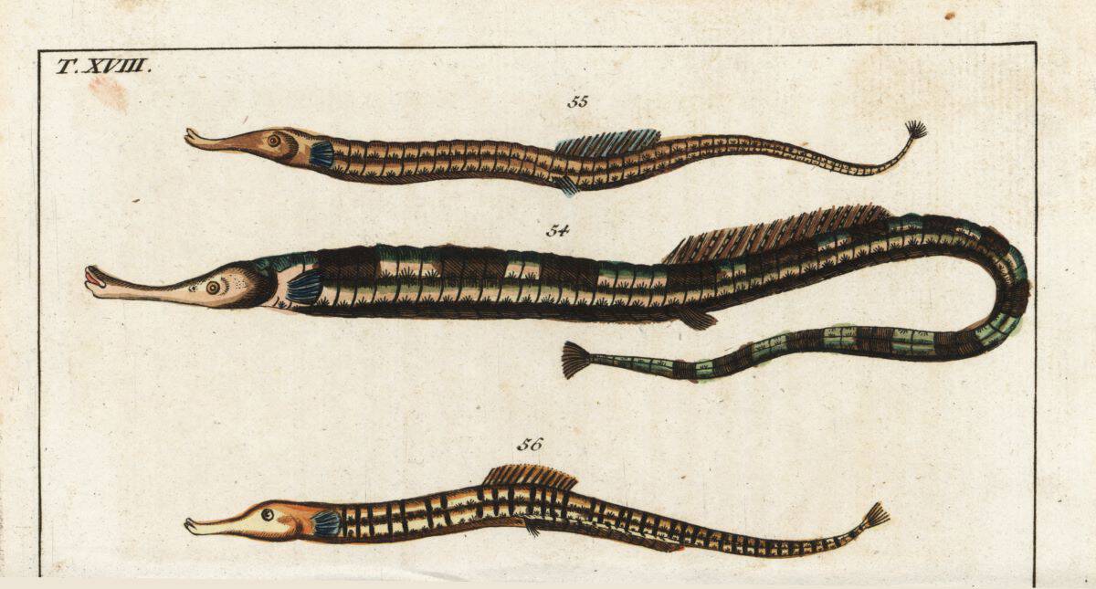 old image of pipefish