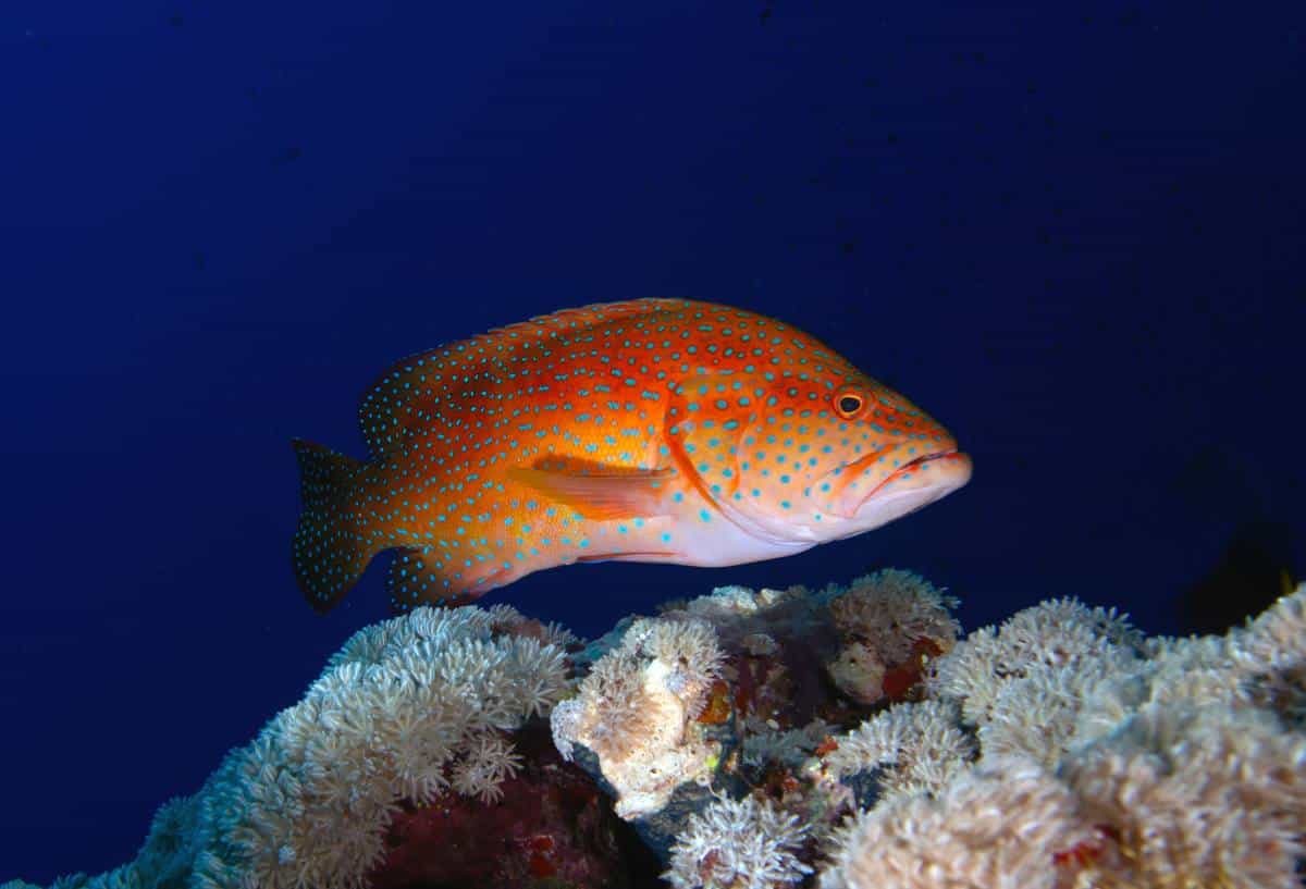 Coral reef grouper