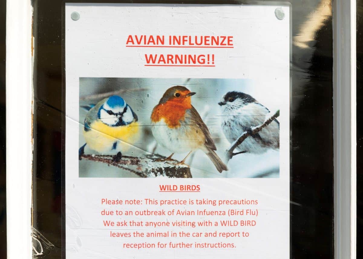 bird flu warning