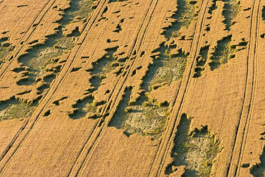 Damaging weather. Hailstone damage in a wheat field