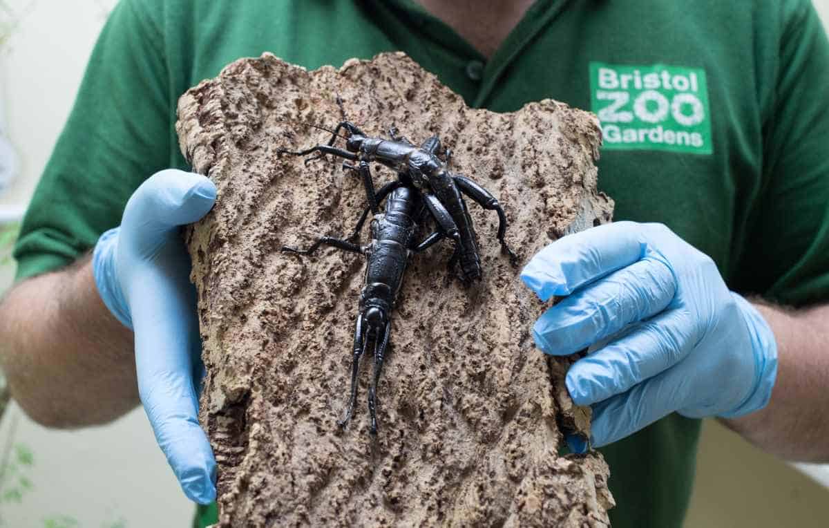 Mark Bushell, Curator of Invertebrates at Bristol Zoo in the UK, with a pair of critically endangered Lord Howe Island stick insects, one of the world's rarest insects, which were bred in captivity at Bristol Zoo Gardens. The breeding pair, alongside two others hatched from eggs sent from Melbourne Zoo, have recently laid eggs marking the first time the species has done so outside Australia, part of an effort to prevent the species from becoming extinct. (Photo by Matt Cardy/Getty Images)