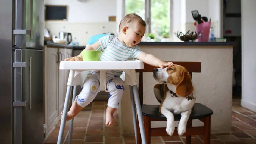 A young child in a high chair reaches over to pet a beagle sitting on a chair next to them. A new study suggests that growing up with pets improves the microbiome, reducing allergies.