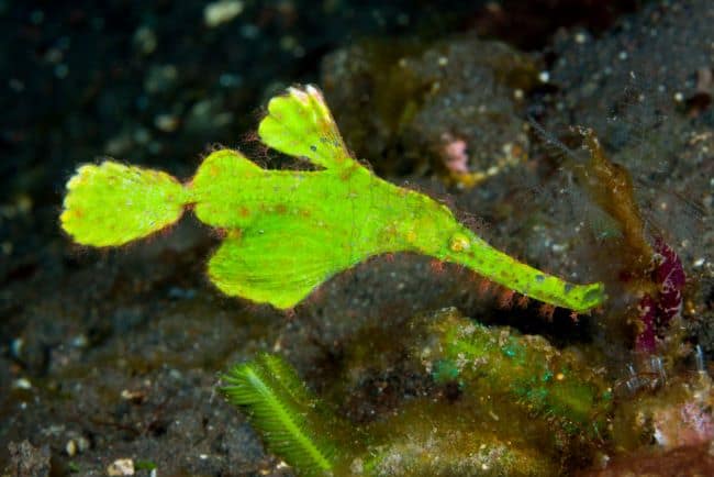 Robust ghost pipefish