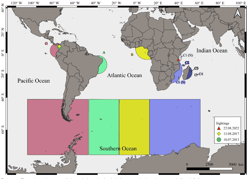 A map of the world focused on the southern ocean. It shows in pink, green, yellow, and purple the respective breeding and feeding grounds of different breeding stocks of humpback whales and the sighting locations of the male humpback.