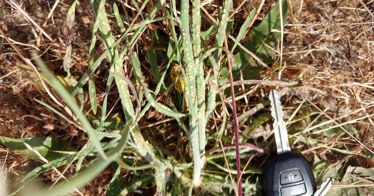 Skeleton weed plant close up showing gall midge on stems.