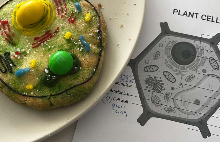 A large cookie decorated to look like a plant cell. One of the hands on activities for kids.