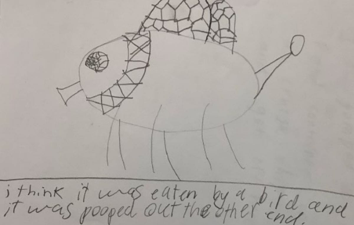 Student drawing of the insect known as Portuguese moth fly