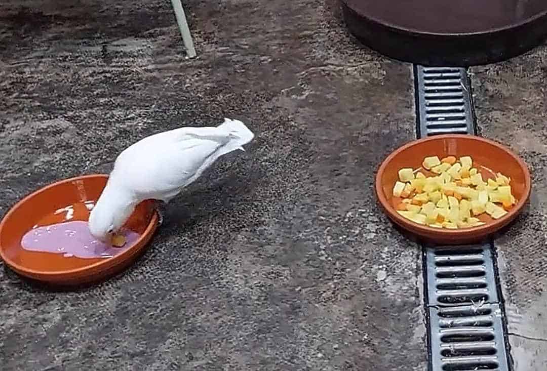 A white cockatoo parrot and red feeding bowls