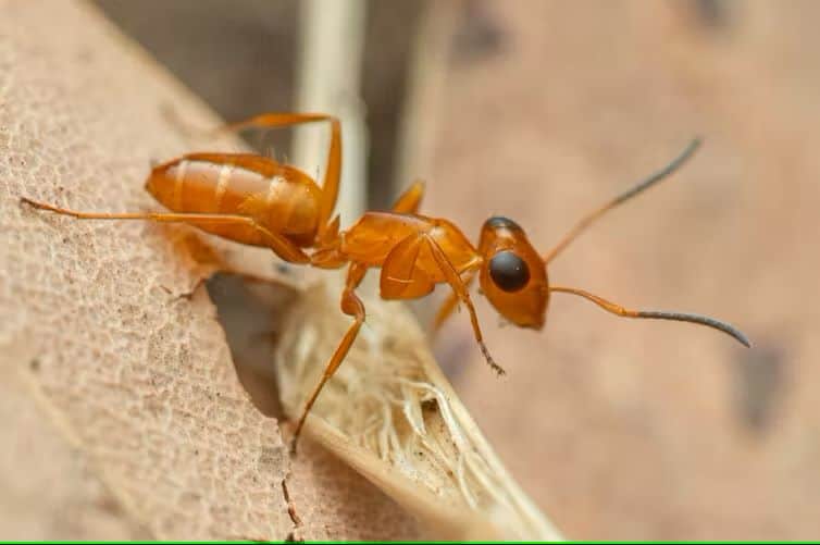 An undescribed ant species in the genus opisthopsis. It’s found only in kakadu, northern territory. Francois brassard, charles darwin university