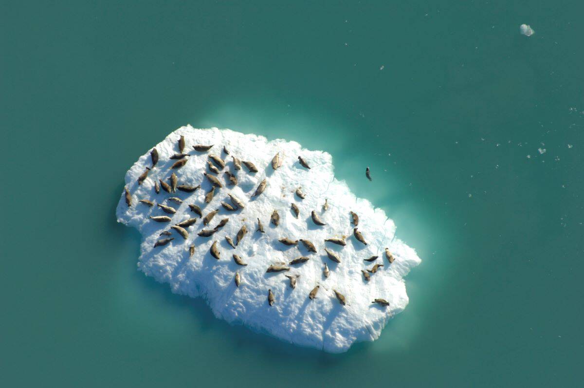 Seals resting on an iceberg in Johns Hopkins Inlet, Glacier Bay National Park. (Credit: Jamie Womble/NPS)