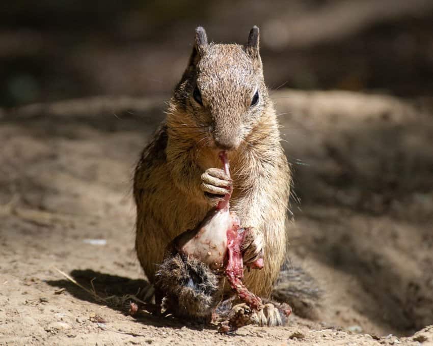 A photograph of a light brown coloured squirrel eating the body of a smaller rodent-looking mammal