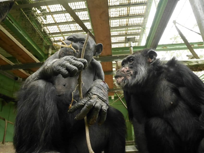 Two chimpanzees eating leaves in an enclosure