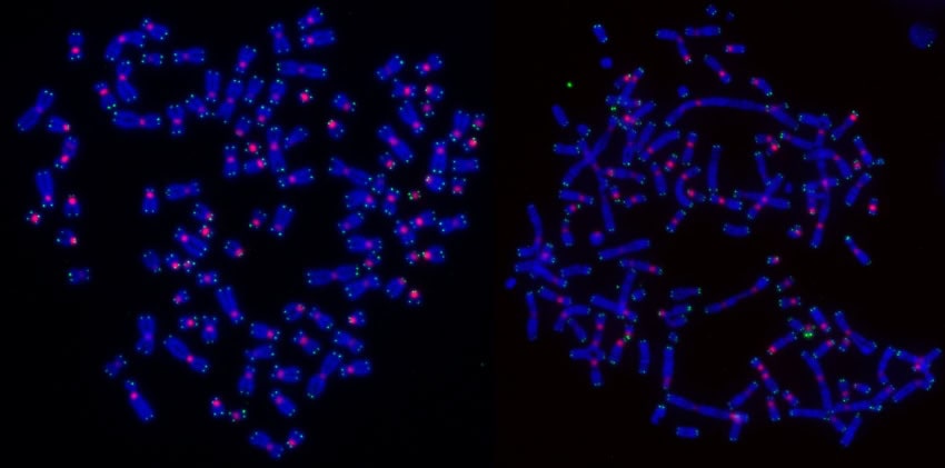 Microscope image of fluorescent-tagged dna showing chromosomes in blue, with a pink dots at roughly their centre, and green dots at their ends