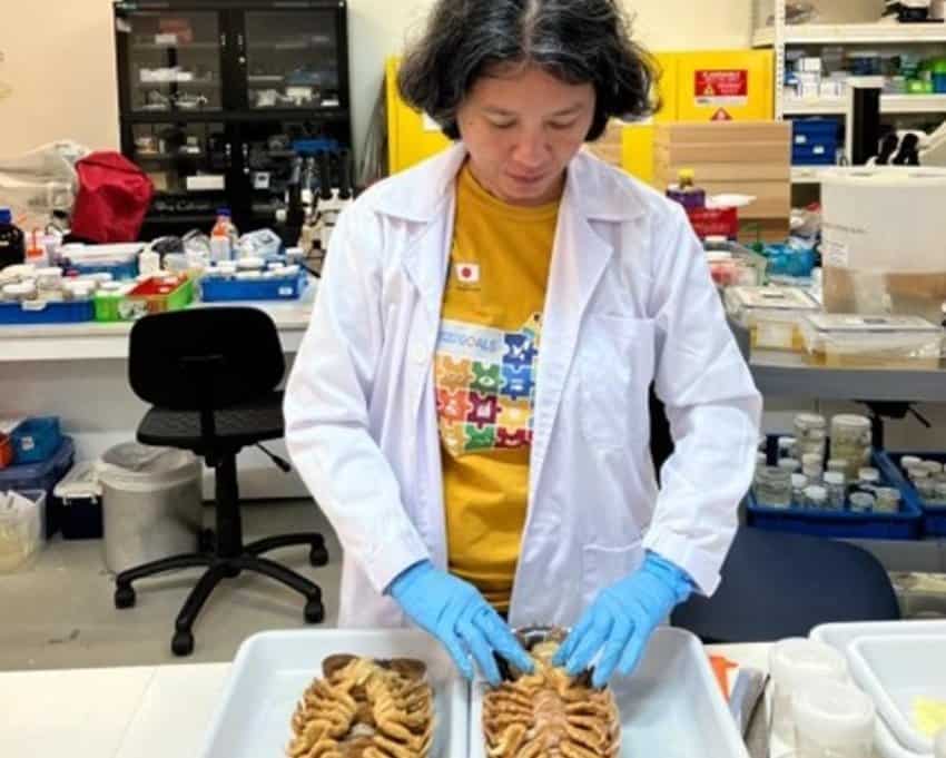 A researcher wearing blue gloves examines one of two specimens of supergiant isopods on a tray before her.