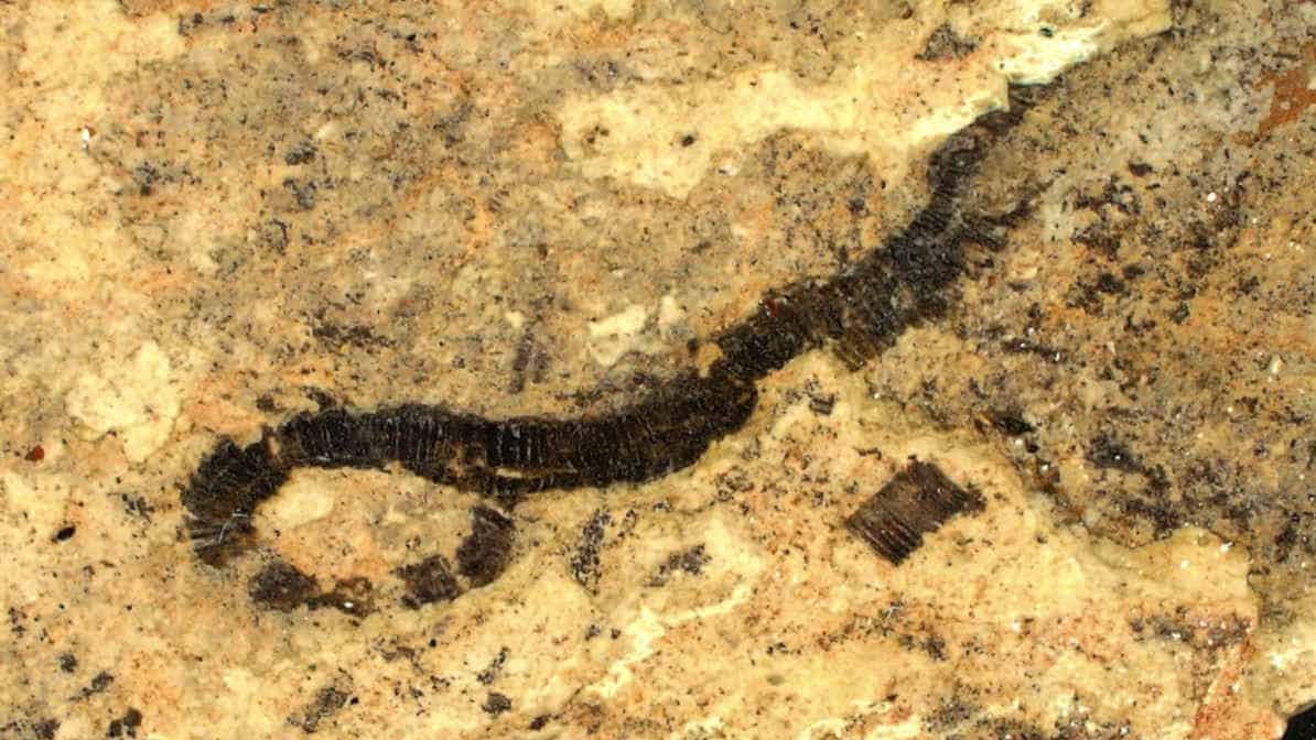 Fossil of long worm-like organism