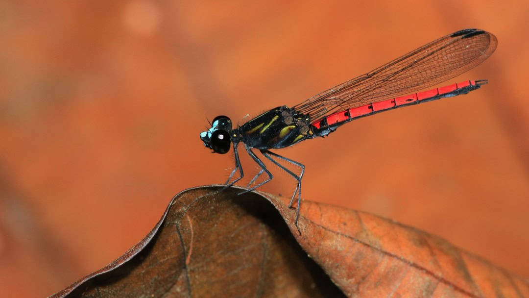 A red damselfly on a leaf