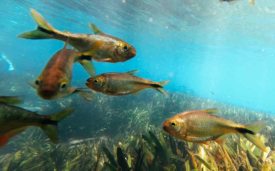 Freshwater fish underwater