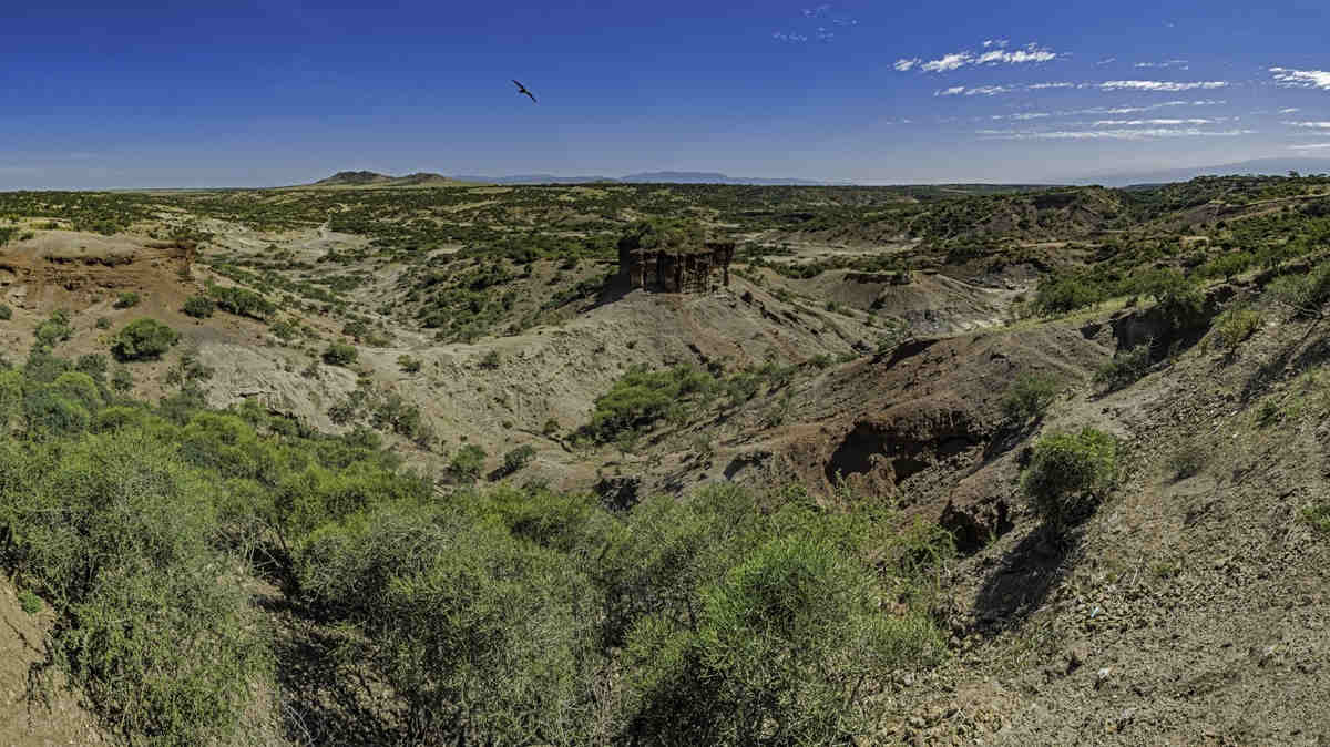 Arid shrubland in africa under blue sky