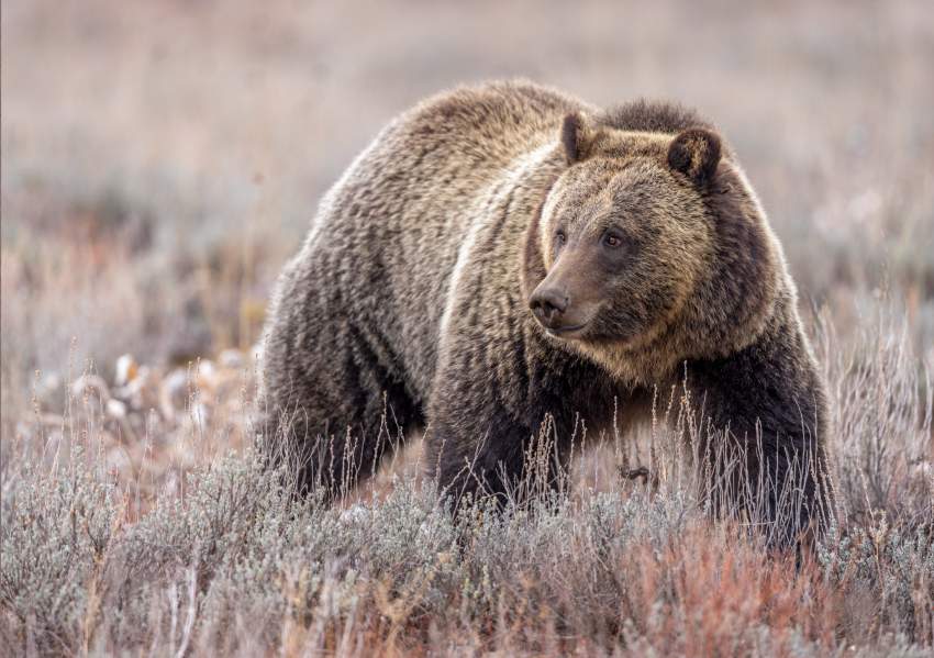 A grizzly bear walking in a field.