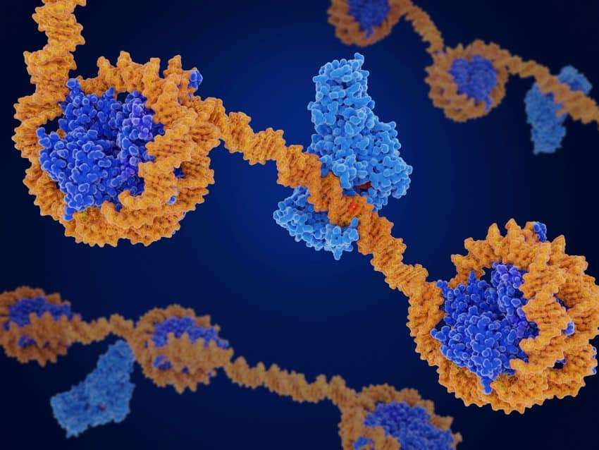 Illustration of dna methylation at the protein level